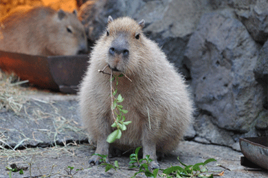capybara-eating